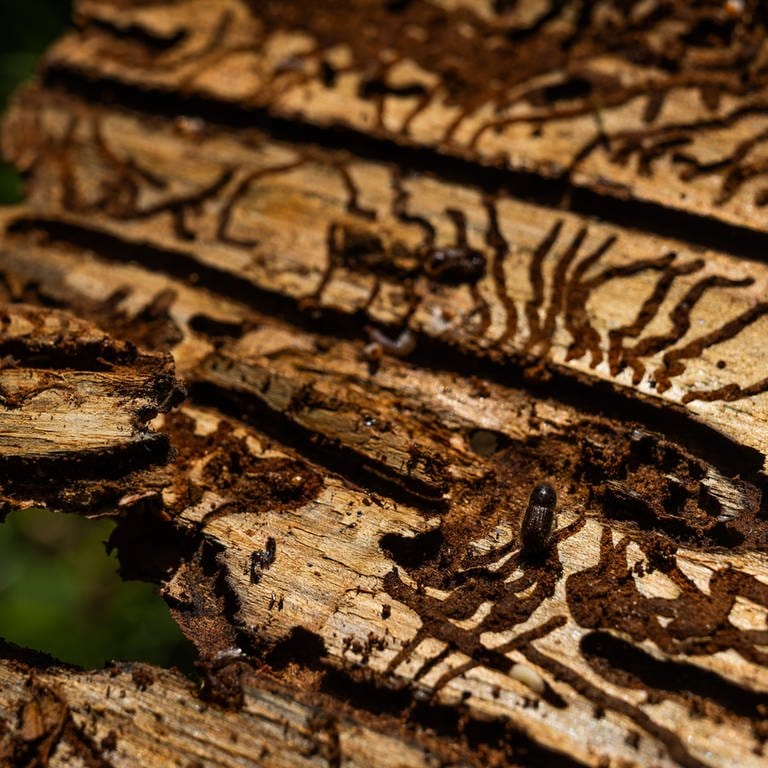 Ein Borkenkäfer und Larven des Borkenkäfers auf einem Stück Baumrinde.