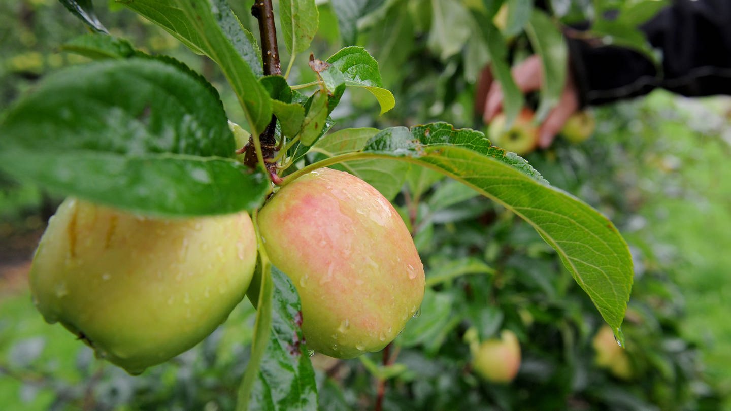 Äpfel hängen im Regen an einem Apfelbaum. (Foto: dpa Bildfunk, picture alliance /dpa/Ingo Wagner (Symbolbild))