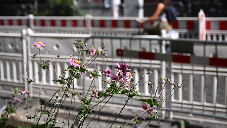 Wildblumen wachsen an einer Straßen-Baustelle (Symbolfoto).