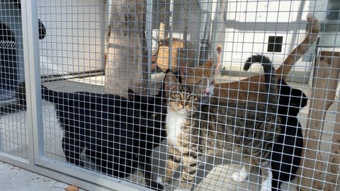 Im Tierheim Friedrichshafen warten viele Katzen darauf, ein Zuhause zu finden.