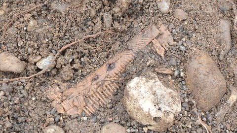 In einem Grab kam ein aus Tierknochen hergestellter Kamm zum Vorschein (etwa sechstes bis siebtes Jahrhundert nach Christus).