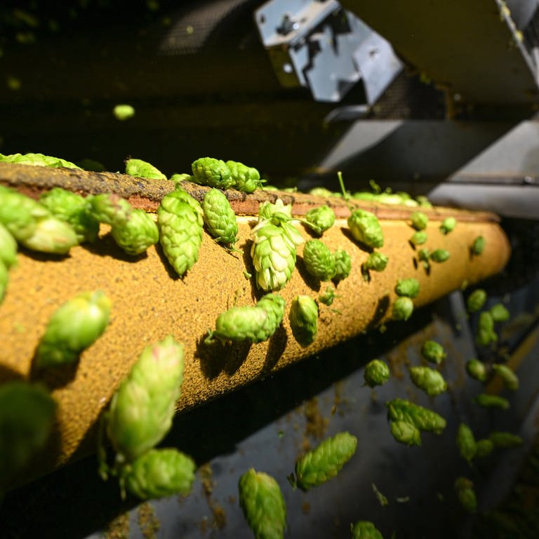 Hopfendolden fallen auf dem Hof eines Hopfenbauern auf ein Förderband, um weiterverarbeitet zu werden.  (Foto: dpa Bildfunk, picture alliance/dpa | Felix Kästle)