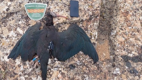 Ein Waldrapp liegt tot auf dem Boden. Daneben liegt ein Handy und das Zeichen der spanischen Behörden.