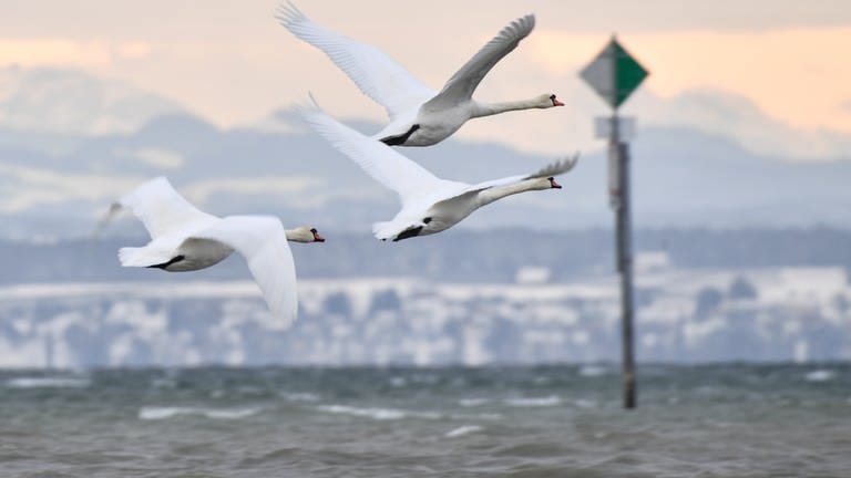 Möven fliegen über dem Bodensee im Winter. Der Klimawandel verhindert eine vollständige Umwälzung des Wassers. (Foto: dpa Bildfunk, picture-alliance/Felix Kästle (Archivbild))