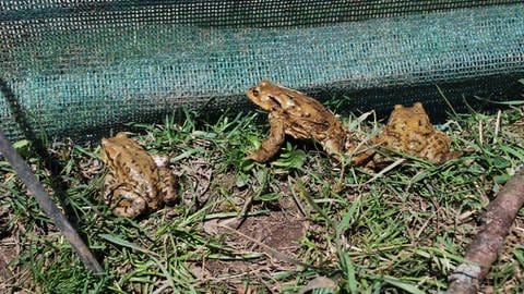 Erdkröten am Zaun