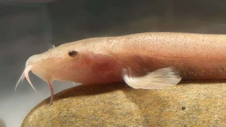 Die Höhenschmerle wurde 2015 als erster Höhlenfisch Europas entdeckt (Foto: picture-alliance / Reportdienste, Jasminca Behrmann-Godel)