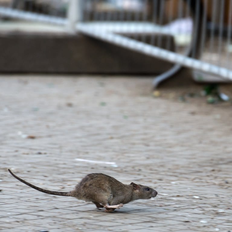 Eine Ratte rennt über eine Straße. Tuttlingen hat sein Rattenproblem wohl gelöst. (Foto: dpa Bildfunk, picture alliance/dpa/Bernd von Jutrczenka (Symbolbild))