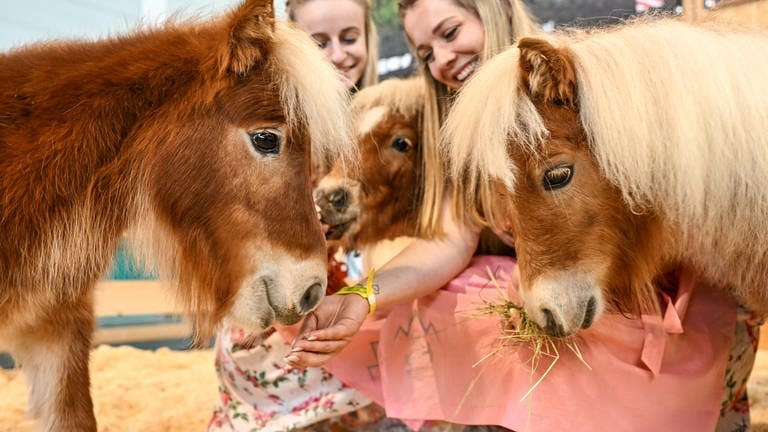 Ponys mit zwei Mädchen auf der Messe Pferd Bodensee in Friedrichshafen (Foto: Pferd Bodensee, Messe Friedrichshafen)