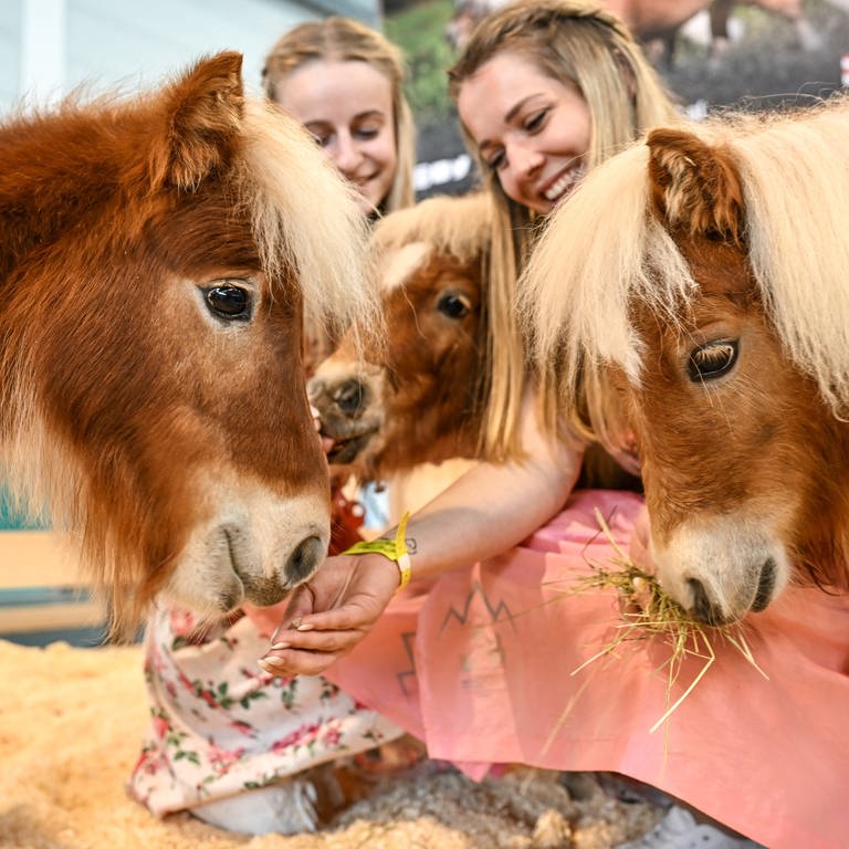 Ponys mit zwei Mädchen auf der Messe Pferd Bodensee in Friedrichshafen