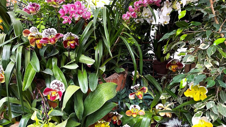Die Orchideenschau im Palmenhaus gibt es traditionell zur Eröffnung des Blumenjahres auf der Insel Mainau (Foto: SWR, Esther Leuffen)