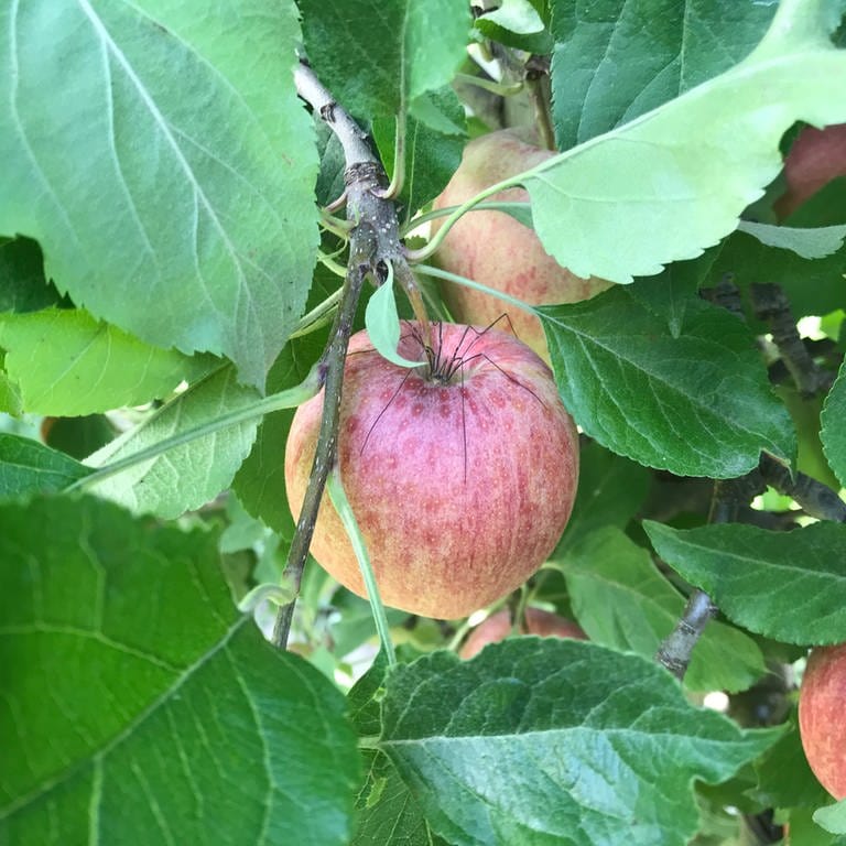 Zu Gast im Kompetenzzentrum Obstbau Bavendorf - Apfel mit Spinne (Foto: SWR)