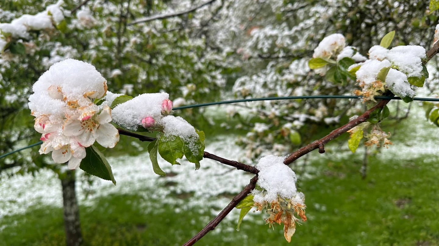 Obstblüte ist bei Frickingen mit Schnee bedeckt. (Foto: SWR, Alfred Knödler)