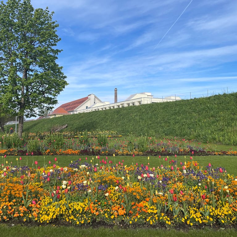 Blühende Blumen sind auf dem Gelände der Landesgartenschau in Wangen zu sehen. (Foto: SWR, Wolfgang Wanner)