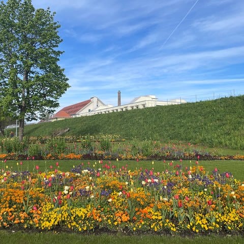 Blühende Blumen sind auf dem Gelände der Landesgartenschau in Wangen zu sehen. (Foto: SWR, Wolfgang Wanner)