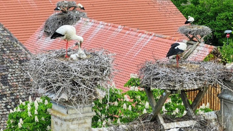 Storchen-Nachwuchs auf dem Affenberg in Salem (Foto: Pressestelle, Affenberg Salem)