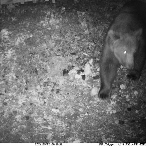 Eine Wildkamera hat dieses Foto des Braunbären in Lech geschossen. 