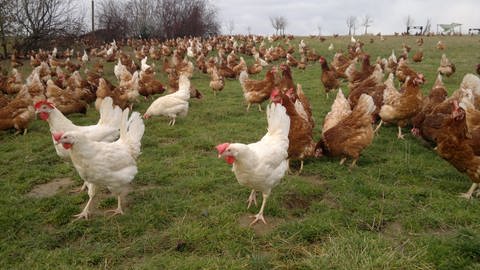 Hühner auf der Wiese (Foto: SWR)