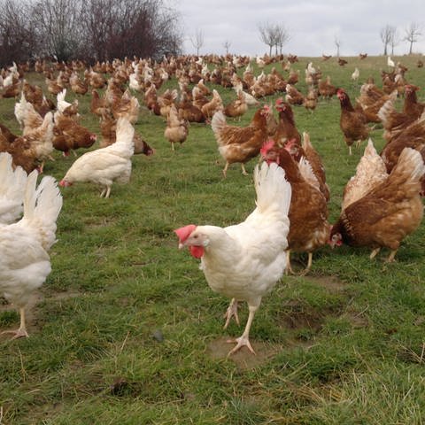 Hühner auf der Wiese (Foto: SWR)