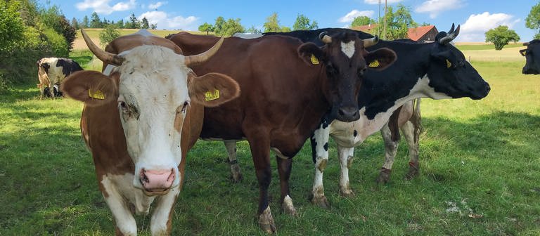 Kühe auf der Weide in Oberrot (Foto: SWR)