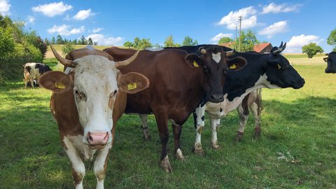 Kühe auf der Weide in Oberrot (Foto: SWR)