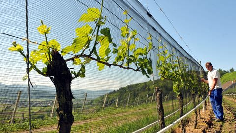 Ein Winzer überprüft  in seinem Weinberg die Spannung der Hagelschutznetze über den Trieben der Weinstöcke.  (Foto: dpa Bildfunk, picture alliance / dpa | Rolf Haid)