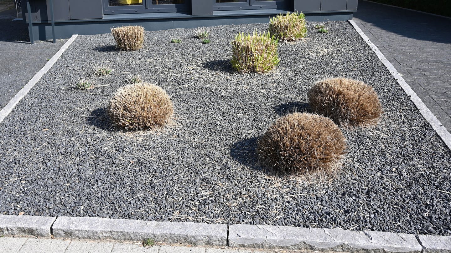 Pflanzen ragen aus einem Vorgarten mit grauen und schwarzen Kieselsteinen. (Foto: dpa Bildfunk, picture alliance/Carmen Jaspersen/dpa)