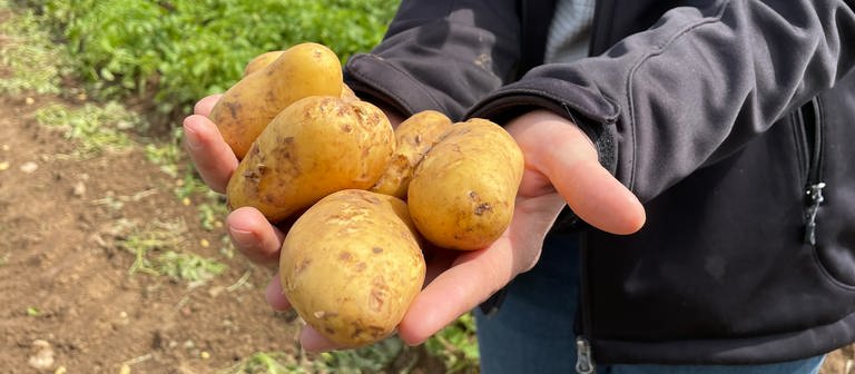 Hände mit Kartoffeln auf einem Kartoffelacker bei der Rodung von Frühkartoffeln in Lauffen (Foto: SWR)