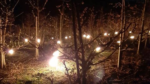 Brennende Frostkerzen zwischen den Pfirisichbäumen (Foto: Silvia Pfizenmaier)