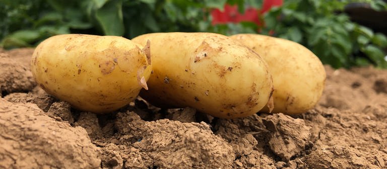 Geerntete Kartoffeln auf dem Feld (Foto: SWR)