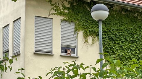 Auch der Hase vorm Fenster reichte nicht, um die Vögel abzuschrecken. (Foto: SWR)
