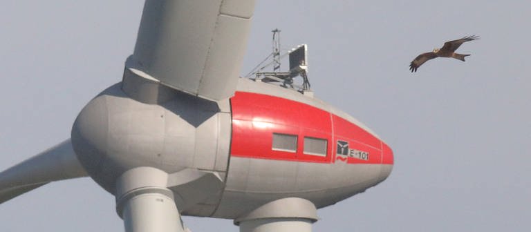 Rotmilan an Windkraftanalge bei Braunsbach (Foto: NABU Ortsgruppe Schwäbisch Hall)