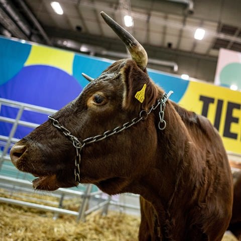 Eine Kuh der Rasse Rotes Höhenvieh steht einen Tag vor Beginn der Internationalen Grüne Woche in der Tierhalle.  (Foto: dpa Bildfunk, picture alliance/dpa | Fabian Sommer)