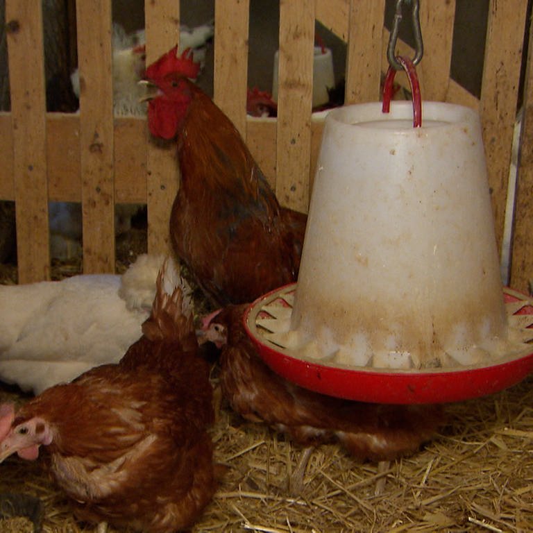 Hühner im Stall  (Foto: SWR)