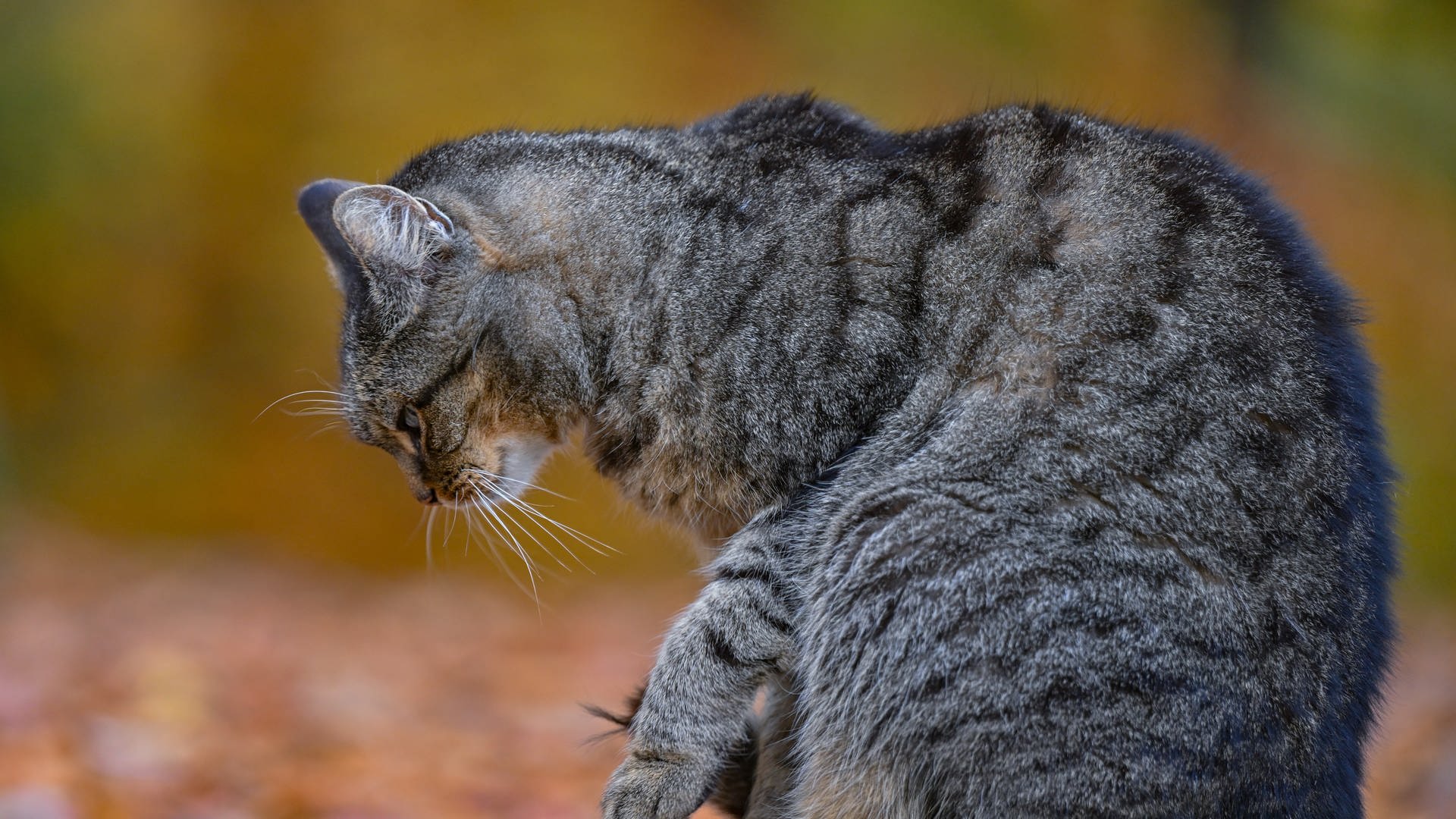 Erneut Katze verstümmelt: Waschbär oder Serientäter?