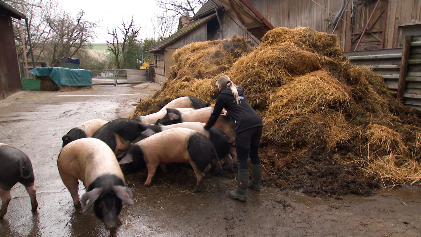 Hohenloher Erzeugergemeinschaft. Standbild aus Video. Elisa Löbelein mit Schweinen. (Foto: SWR)
