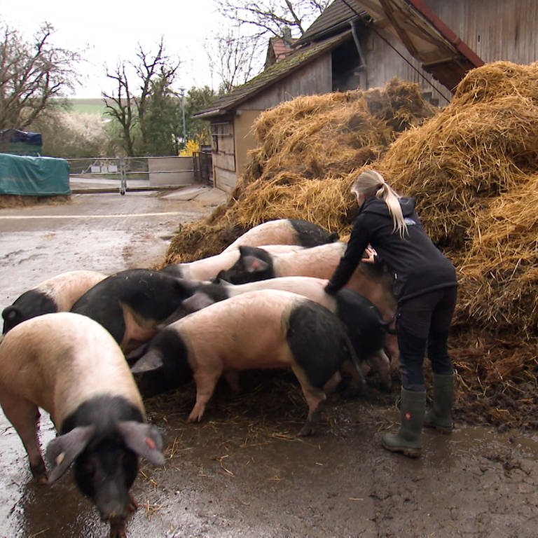Hohenloher Erzeugergemeinschaft. Standbild aus Video. Elisa Löbelein mit Schweinen. (Foto: SWR)