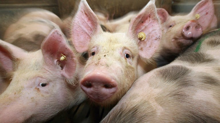 Schweine im Stall (Foto: dpa Bildfunk, Picture Alliance)