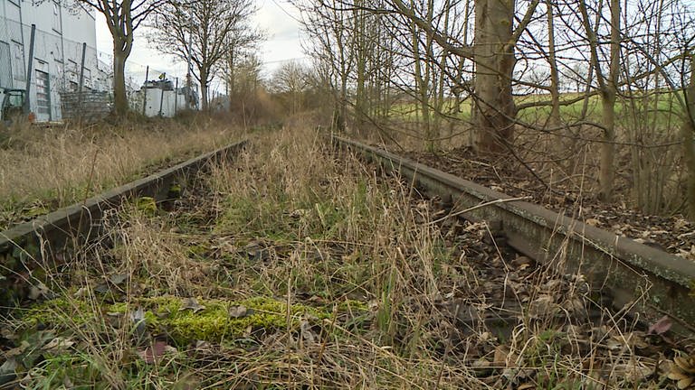 Die stillgelegte Zabergäubahn: Überreste von Schienen sind zugewuchert (Foto: SWR)