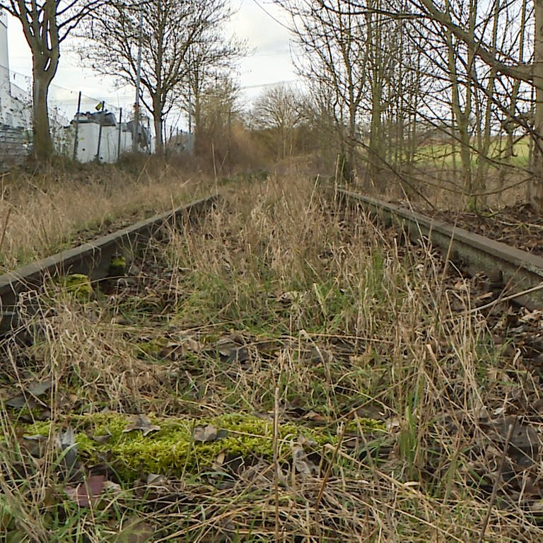 Die stillgelegte Zabergäubahn: Überreste von Schienen sind zugewuchert (Foto: SWR)