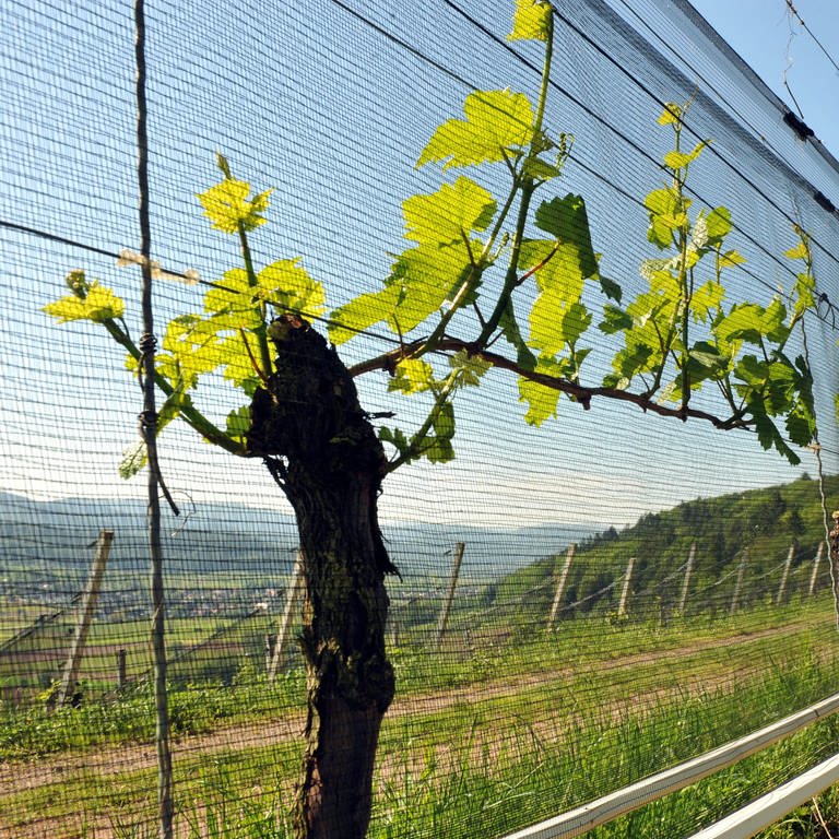 Ein Winzer überprüft  in seinem Weinberg die Spannung der Hagelschutznetze über den Trieben der Weinstöcke. 