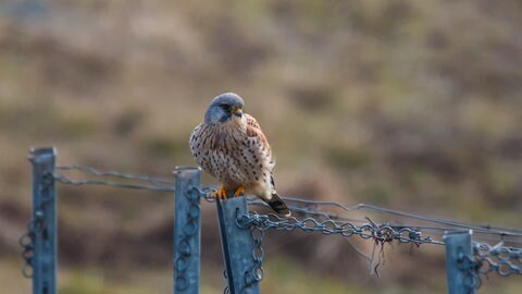 Turmfalke Jungvogel im Weinberg (Symbolbild) (Foto: SWR, Jürgen Härpfer)