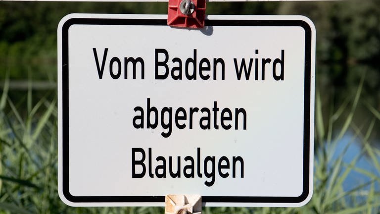 Schild: Vom Baden wird abgeraten: Blaualgen (Foto: dpa Bildfunk, Julian Stratenschulte)