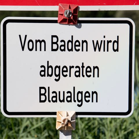 Schild: Vom Baden wird abgeraten: Blaualgen (Foto: dpa Bildfunk, Julian Stratenschulte)