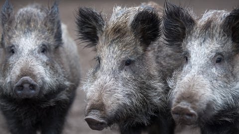 drei wildschweine (Foto: dpa Bildfunk, Ralf Hirschberger)