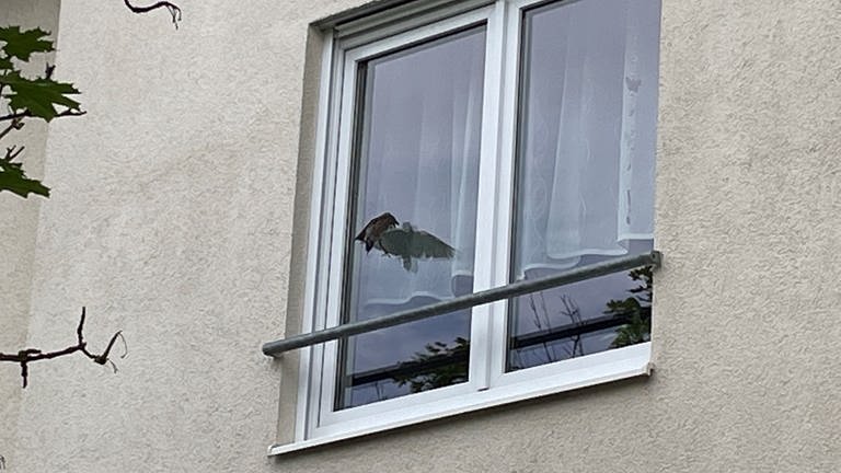 Ein Vogel attackiert in Weinsberg sein Spiegelbild. (Foto: SWR)
