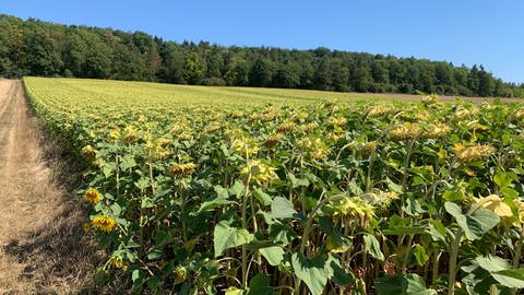 Ein Feld mit Sonnenblumen (Foto: SWR)