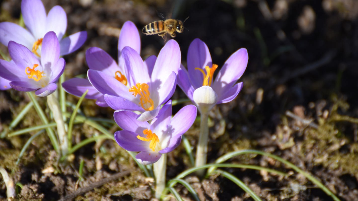 Biene fliegt über Krokus (Foto: SWR, Uli Jürgens)