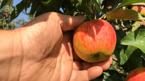 Eine Hand hält einen Apfel, der am Baum hängt. Gesehen bei Obstbauer Albrecht Rembold aus Öhringen-Baumerlenbach (Foto: SWR, Nicole Heidrich)
