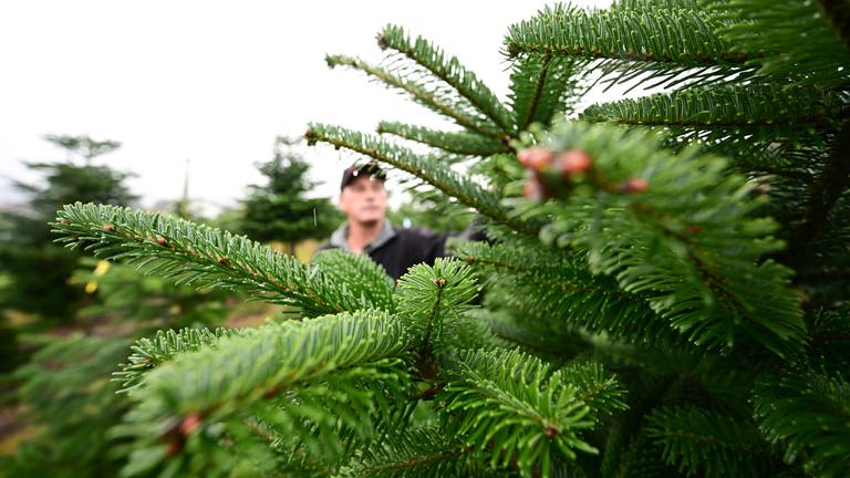 Der Weihnachtsbaumzüchter Albrecht Gerhäusser vom Lindenhof in Cleebronn (Kreis Heilbronn) begutachtet in seiner Baumpflanzung wenige Wochen vor dem Beginn der Saison seine Weihnachtsbäume.