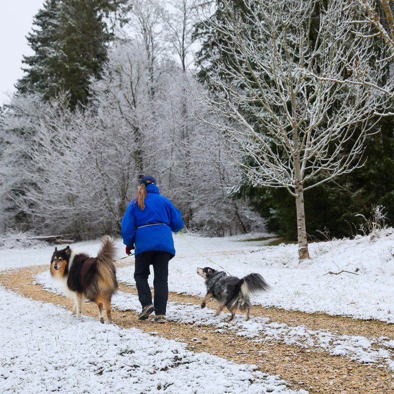 Eine Frau ist mit ihren Hunden im Schnee unterwegs (Foto: picture-alliance / Reportdienste, picture alliance/dpa | Thomas Warnack)